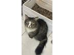 Adopt Boogie a Brown Tabby Domestic Mediumhair (medium coat) cat in Medford