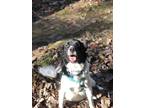 Adopt Sammie a Black - with White Border Collie / Great Pyrenees / Mixed dog in