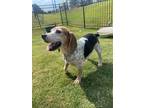 Adopt Igor a Tan/Yellow/Fawn - with White Beagle dog in Youngsville