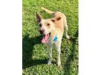 Adopt Sam a Tan/Yellow/Fawn Labrador Retriever / Mixed dog in Gainesville