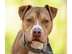 Adopt Crash a Tan/Yellow/Fawn American Pit Bull Terrier / Mixed dog in