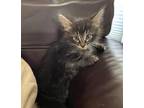 Adopt Alvin a Gray or Blue Maine Coon (long coat) cat in Ypsilanti