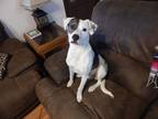 Adopt Lady a White - with Black English Setter / Mixed dog in Maysville