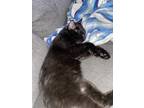 Adopt Loki a All Black Domestic Shorthair / Mixed (medium coat) cat in Chester