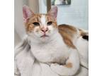 Adopt Raj a Orange or Red Domestic Shorthair / Domestic Shorthair / Mixed cat in