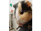 Adopt Lois a Cream Guinea Pig / Mixed small animal in Cleveland, OH (39082495)