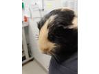 Adopt Linda a Cream Guinea Pig / Mixed small animal in Cleveland, OH (39082493)