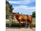 Adopt Magnus a Quarterhorse / Mixed horse in Napa, CA (39082345)