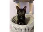 Adopt Peanut a All Black Bombay / Mixed (short coat) cat in Knoxville