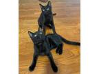 Adopt Salem & Gigi a All Black Bombay / Mixed (short coat) cat in Knoxville