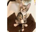 Adopt Liberty a Brown Tabby Domestic Shorthair / Mixed (short coat) cat in
