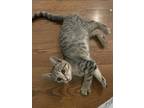 Adopt Florence a Gray, Blue or Silver Tabby Domestic Shorthair (short coat) cat