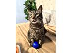 Adopt Tommy a Gray, Blue or Silver Tabby Domestic Shorthair / Mixed (short coat)