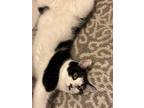 Adopt Dice a Black & White or Tuxedo American Shorthair / Mixed (short coat) cat