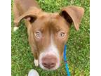 Adopt Coupon a Brown/Chocolate American Staffordshire Terrier / Mixed dog in