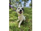 Adopt Ralphie a White Jack Russell Terrier dog in Berkeley Heights