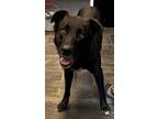 Adopt Davidson a Black German Shepherd Dog / Mixed dog in Jackson, MI (39077569)
