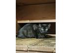 Adopt Onyx (reserved) a All Black Domestic Longhair / Mixed (long coat) cat in
