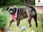 Adopt Pebbles a Brindle - with White American Pit Bull Terrier / Mixed dog in