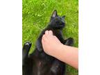 Adopt Mama Cat a All Black Domestic Shorthair / Mixed (short coat) cat in Sand