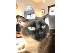 Adopt Louise a Brown or Chocolate (Mostly) Siamese / Mixed (medium coat) cat in