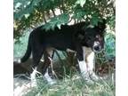 Adopt Daphne a Black - with White Labrador Retriever / Boxer / Mixed dog in
