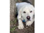 Adopt Cowboy a White Great Pyrenees / Mixed dog in Boling, TX (39082167)