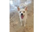 Adopt Atoo a White Jindo / Mixed dog in Calgary, AB (39082146)