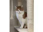 Adopt Ross a Orange or Red Domestic Shorthair / Domestic Shorthair / Mixed cat