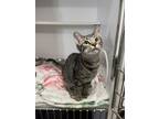 Adopt Lazlo a Domestic Mediumhair / Mixed cat in Bolivar, MO (39081023)