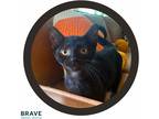Adopt Oahu a All Black Domestic Shorthair / Mixed (short coat) cat in LINCOLN