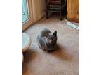 Adopt Riker a Gray or Blue Russian Blue / Mixed (medium coat) cat in Mount