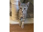 Adopt Princeton a Gray, Blue or Silver Tabby Domestic Shorthair (short coat) cat