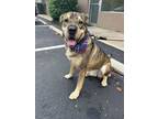 Adopt Koda a Black Shar Pei / Shepherd (Unknown Type) / Mixed dog in Anderson