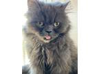 Adopt Magala a Persian / Mixed (medium coat) cat in San Jacinto, CA (39079841)