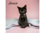 Adopt Annie a Domestic Shorthair / Mixed (short coat) cat in Springfield