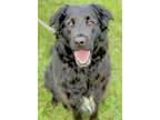 Adopt Sierra a Black Labrador Retriever / Newfoundland / Mixed dog in Anderson