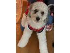 Adopt Maxwell a Gray/Silver/Salt & Pepper - with White Aussiedoodle / Mixed dog