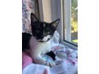 Adopt Wilma a Black & White or Tuxedo Domestic Shorthair / Mixed (short coat)