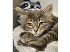 Adopt Waverley a Gray, Blue or Silver Tabby Domestic Mediumhair (medium coat)