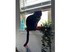 Adopt Bagheera a All Black American Shorthair / Mixed (short coat) cat in New