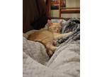 Adopt Dufus a Orange or Red Tabby Domestic Shorthair (short coat) cat in