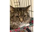 Adopt Mink a Maine Coon / Mixed (short coat) cat in Lunenburg, MA (39081655)
