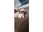 Adopt Dottie a Brown/Chocolate - with White Shih Tzu / Mixed dog in Brights