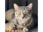 Adopt Sage a Gray, Blue or Silver Tabby Domestic Shorthair / Mixed (short coat)