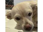 Adopt 66392 a White - with Tan, Yellow or Fawn Mixed Breed (Small) / Mixed dog