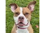 Adopt Shelby a Tan/Yellow/Fawn Boxer / Pit Bull Terrier / Mixed dog in Columbia