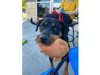 Adopt Junie a Rottweiler dog in Windsor, CO (39078818)