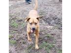Adopt Reyna a Brown/Chocolate Black Mouth Cur / Mixed Breed (Medium) / Mixed dog