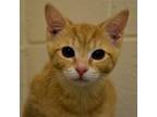 Adopt Maizey a Orange or Red Domestic Shorthair / Mixed cat in Waynesboro